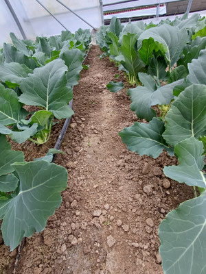Der Kohlrabi etwas länger.