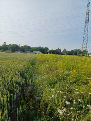 Weizen und Blühstreifen. Der Steinklee ist aktuell dominant. Für's menschliche Auge ist er zwar nicht so hübsch wie manch andere Blühpflanze, aber er hat bei Nektar und Pollen den höchstmöglichen Trachtwert und ist daher bei Bestäubern extrem beliebt:)