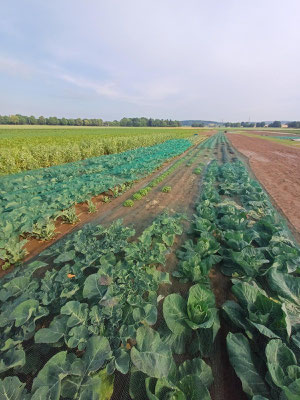 Ausschnitt aus dem Gemüsefeld: Dicke Bohnen, Blumenkohl, Brokkoli, Spitzkohl, Salate, Möhren (u.a.)