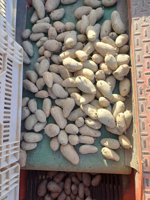 Aus den Vorkeimkisten werden die Kartoffeln vorsichtig auf die Förderbänder von der Pflanzmaschiene gelegt.