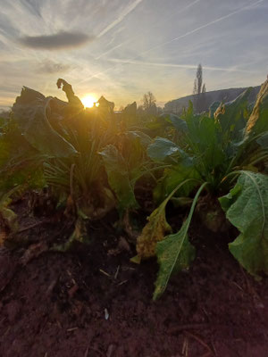 Rüben bei Morgenstimmung