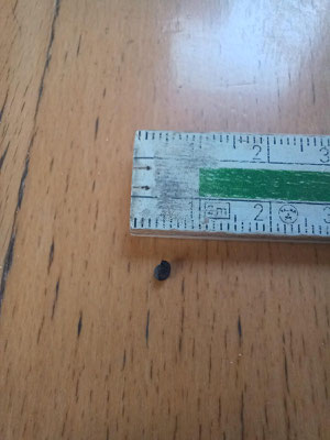 Die extrem kleinen Zwiebelsamen benötigen ein sehr feines Saatbett, damit sie lediglich 1-1,5cm tief abgelegt werden können und dennoch kapillaren Wasseranschluss haben.