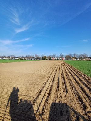 Schnurgerade Reihen ganz ohne GPS, dank Seniorchef:)