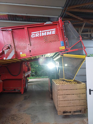Da wir bei den Frühkartoffeln sehr häufig roden müssen, da sie noch nicht lange lagerfähig sind, holen wir immer nur kleine Mengen. Diese kleinen Mengen ermöglichen es, dass wir sie im eingeklappten Bunker sofort mit dem Roder mit nach Hause nehmen können