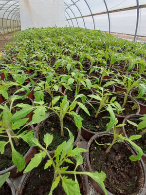 Jungpflanzenanzucht am Beispiel der Tomaten.