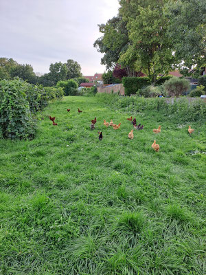 Gäste im Weinberg Teil 2 - Die Nachbarshühner fühlen sich in unserem Riesling-Weinberg pudelwohl und wir halten bei Schlepperarbeiten stets die Luft an...