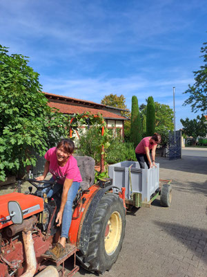 Letzter Lesetag - man beachte den geschmückten Weinbergsschlepper und freudige Gesichter. 