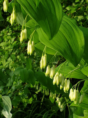 Botanische Schönheiten im Wiedergeltinger Wäldchen. Foto: LBV