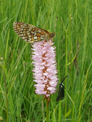 Botanische Schönheiten im Wiedergeltinger Wäldchen. Foto: LBV