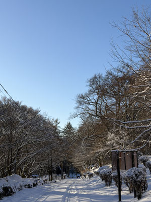 雪積もりました