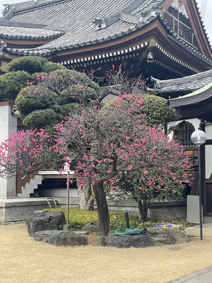 本堂前の梅は家康お手折とか。奥に見える梅がそれです。