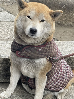 守り犬、みかさ