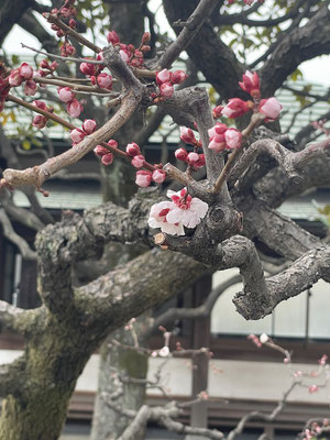 こちらがお手折の梅と伝承されている梅の木