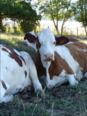 Ferme Rosine : vaches laitières dans les prés