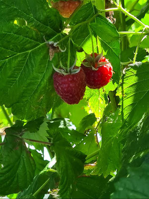 Framboise de Larajasse