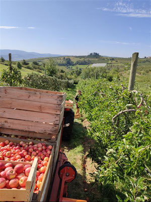 Récoltes de pommes