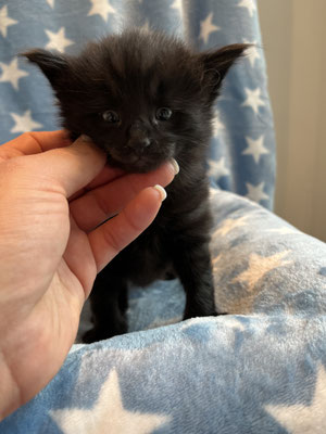 Morpheus