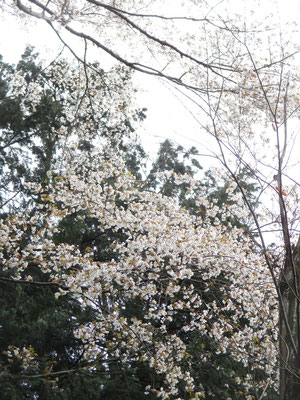 山のなかの桜は下界よりきれいに感じるのは何故でしょう