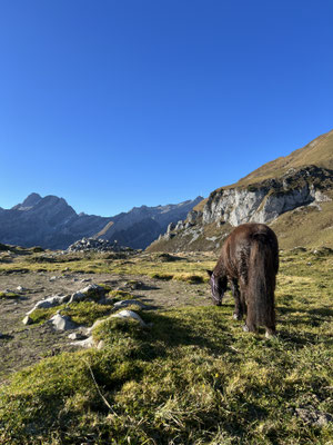 Stärkung auf der Alp Chlus