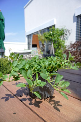 Oregano