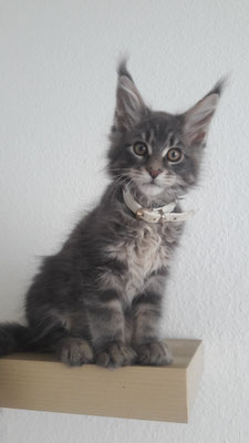 Aslan-blue tabby