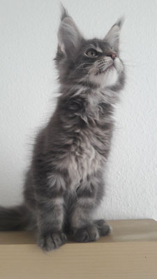 Arraes-blue tabby