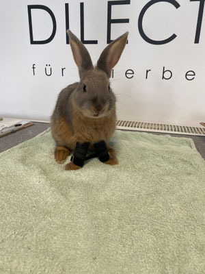 Hase mit Orthesen an beiden Vorderpfoten