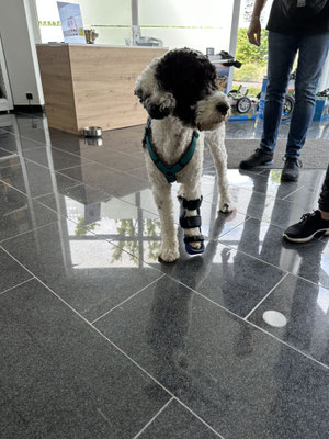 Hund mit Orthese vorne links