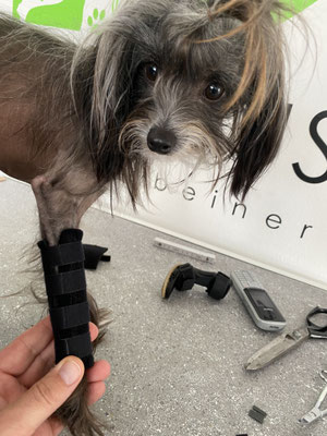 Hund mit Orthese vorne rechts