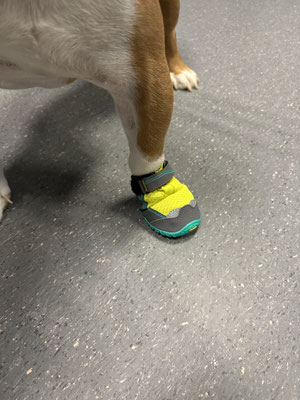 Hunde mit einem Schuh vorne rechts