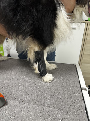 DILECTUS flexibele 3D- Orthese richtet das Karpalgelenk der Pfote des Hundes auf und stabilisiert das Gelenk 