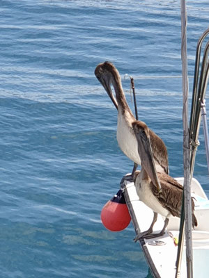 Cabo San Lucas / Mexico