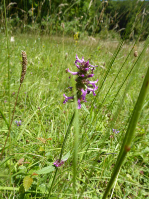 08.07.2022 - NSG Beurener Heide