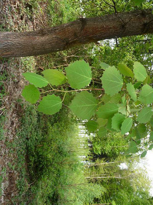 Populus tremula / Zitter-Pappel, Espe
