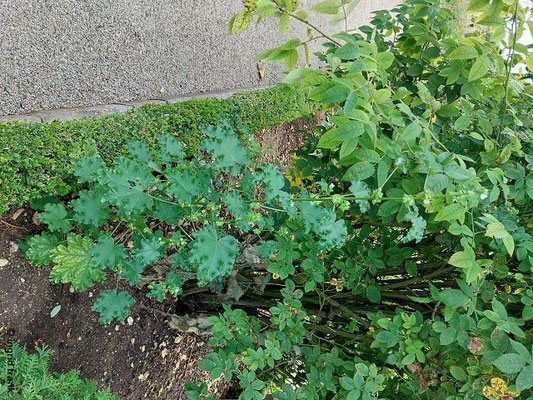 Malva verticillata / Quirl-Malve (14.08.2024; Eichstätt, Willibaldsburg, Bastionsgarten)