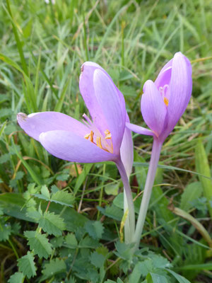 Colchicum autumnale / Herbst-Zeitlose    (07.10.2019; NSG Hochwiesen-Pfullinger Berg)
