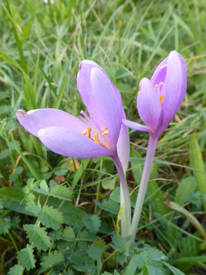 Colchicum autumnale / Herbst-Zeitlose    (07.10.2019; NSG Hochwiesen-Pfullinger Berg)