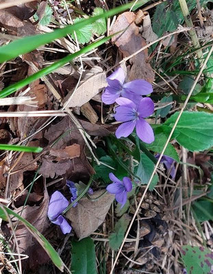 Viola rupestris / Sand-Veilchen  V-VI