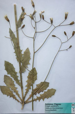 Crepis pulchra / Schöner Pippau   (05/2010; Müllheim, Oberrheinebene)   (Herbarium Dr. Wolf v. Thun)