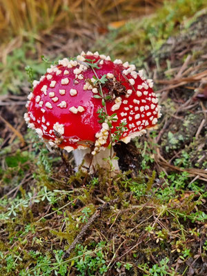 Glücksbringer Fliegenpilz