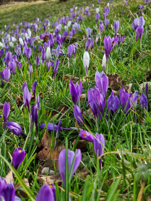 Weiße Blüten sind beim Crocus neglectus in Zavelstein eher selten. Meist reicht die Farbpalette von hell- bis dunkelviolett.