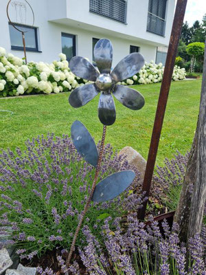 Blume-1
