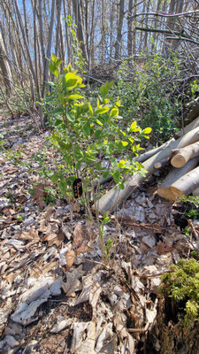 20250407_Rote Heckenkirscher, gepfl. 11.03.2025
