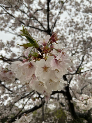 桜は満開🌸