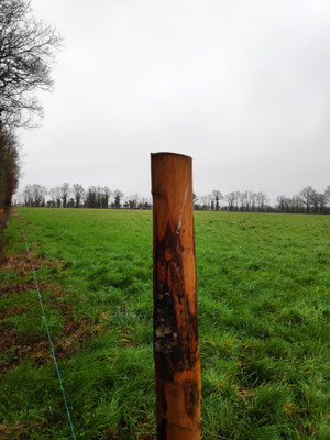 poteau chataigner local cloture