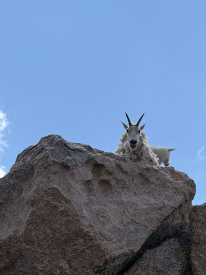Bergziegen ganz oben drauf