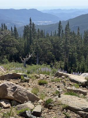 Mein zweit-perfektes Bild bisher: Berge, Tannen, Blumen, Felsen und vorne rechts ganz klein ein B-Hörnchen, das die Aussicht genießt!