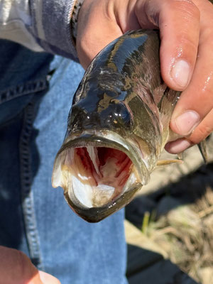 Ich verstehe, warum die Largemouth heißen