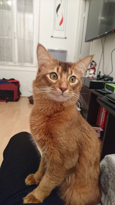 Lou (1an) dans son état d'écureuil croisé renard sous caféine