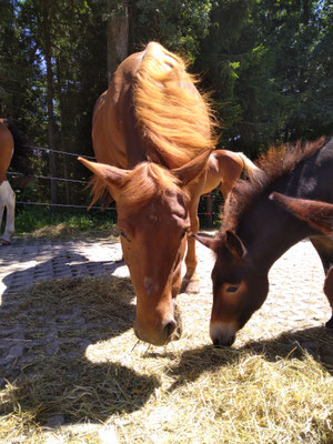 Mittagssnack mit Schymun (August)